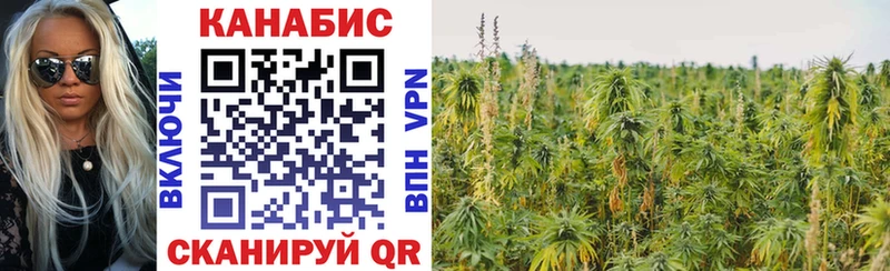 Каннабис индика Черняховск